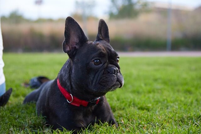 10 Shocking Myths About French Bulldogs