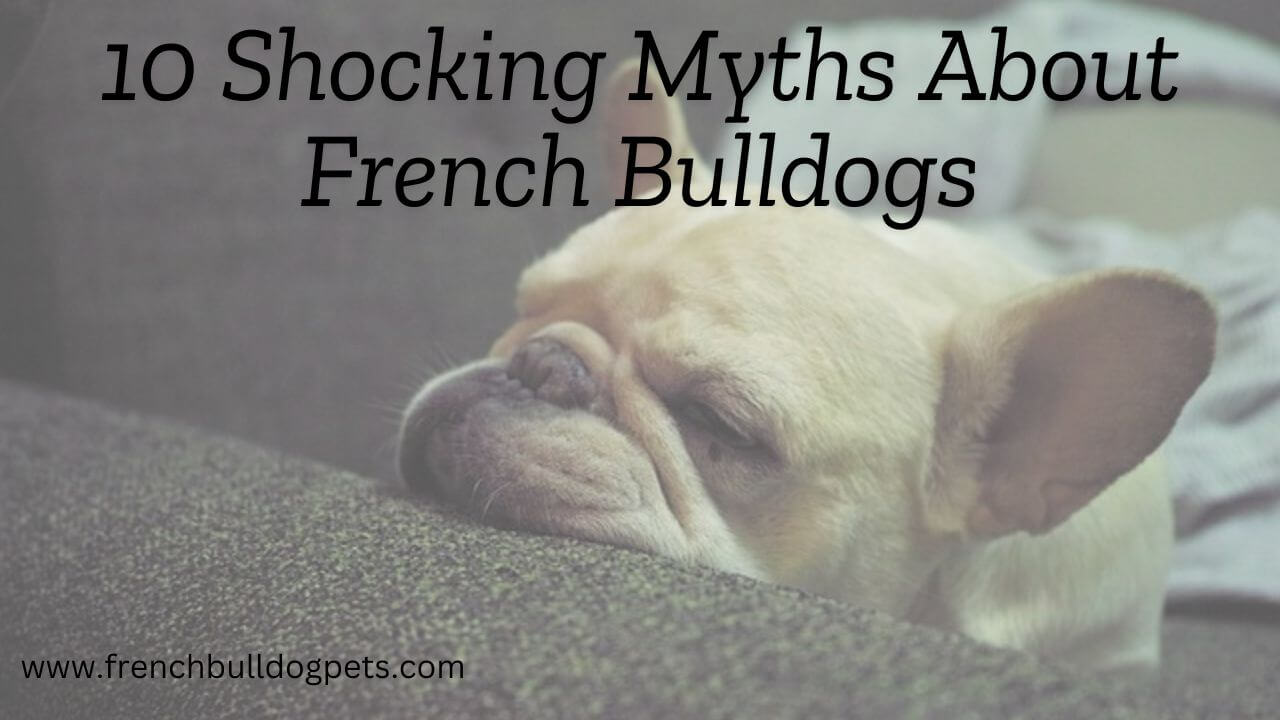 10 Shocking Myths About French Bulldogs