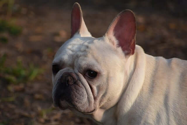 Best Dog Foods for French Bulldogs