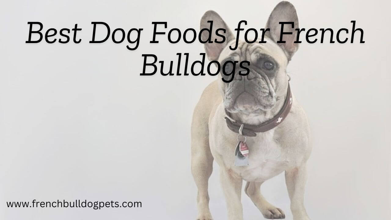 Best Dog Foods for French Bulldogs