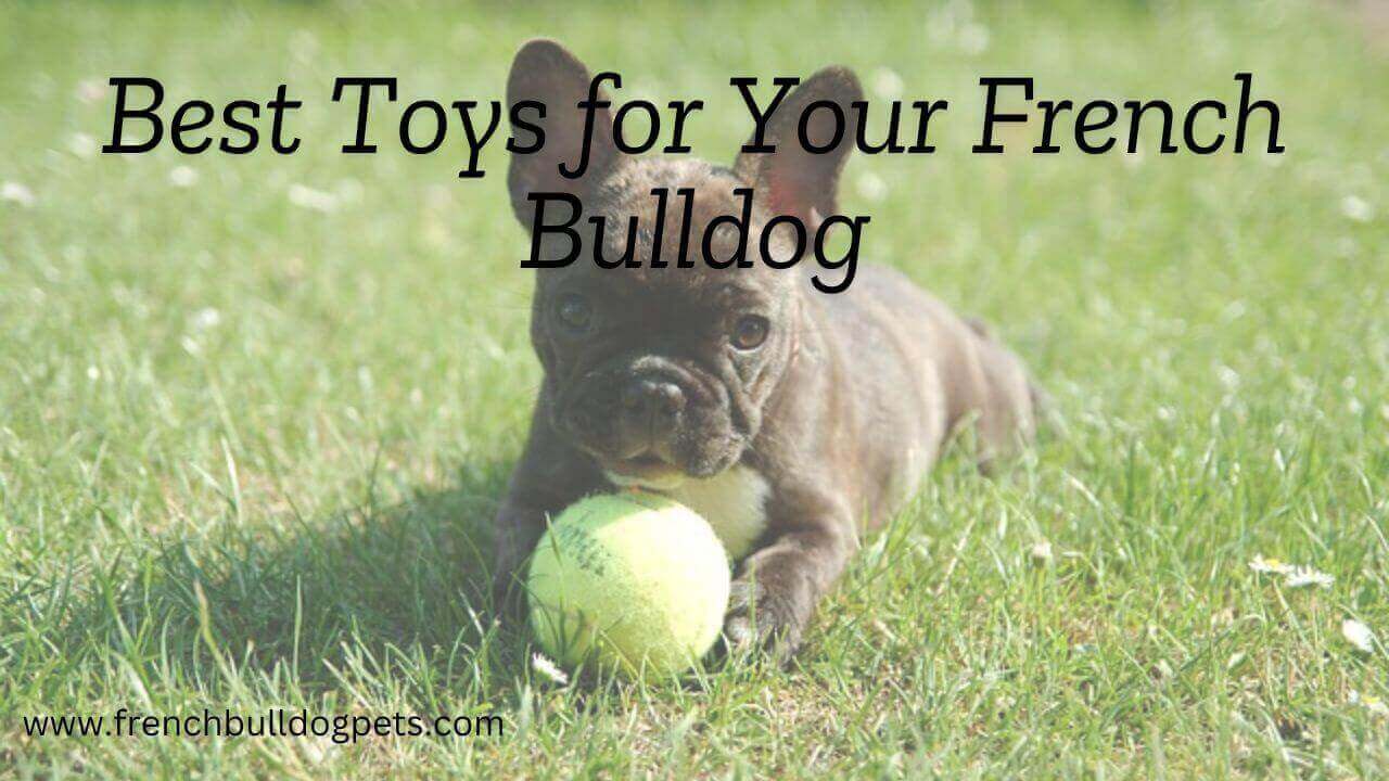 Best Toys for Your French Bulldog