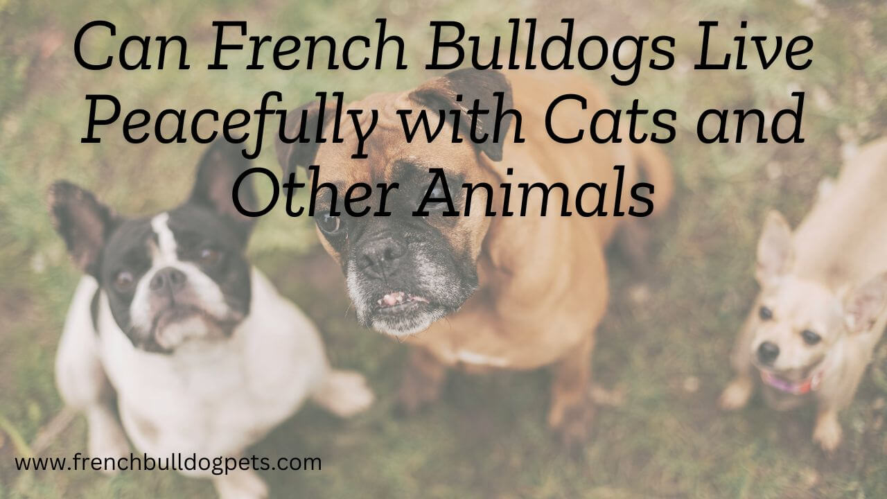 Can French Bulldogs Live Peacefully with Cats and Other Animals