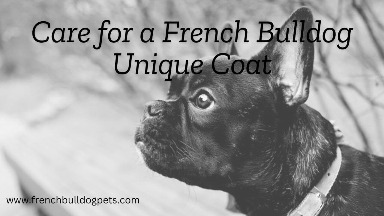 Care for a French Bulldog Unique Coat