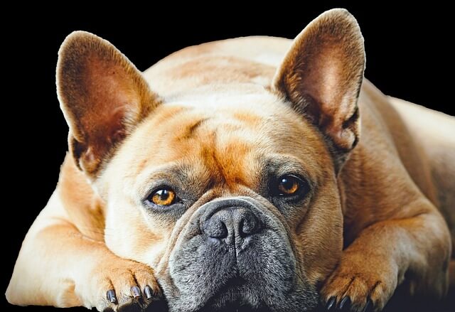 Common Health Concerns in French Bulldogs