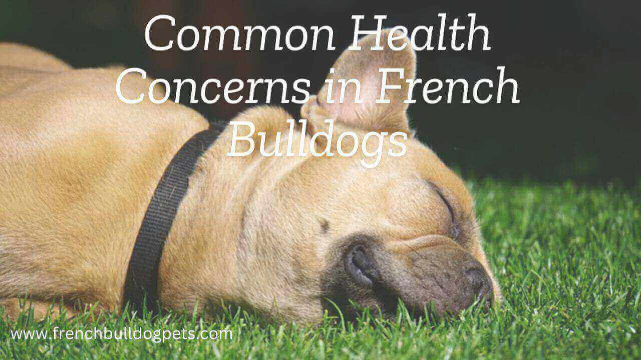 Common Health Concerns in French Bulldogs