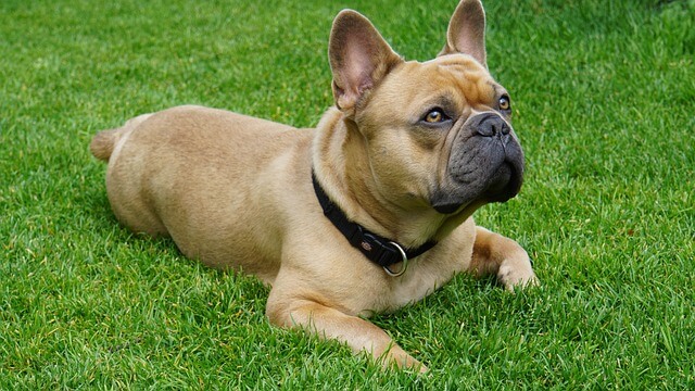 Creating a Pet-Friendly Home for Your French Bulldog and Other Pets