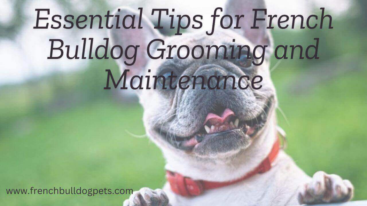 Essential Tips for French Bulldog Grooming and Maintenance