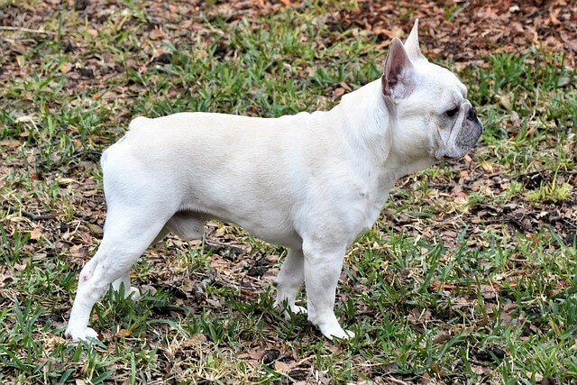 French Bulldog Fashion Trends