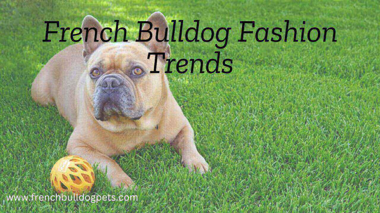 French Bulldog Fashion Trends