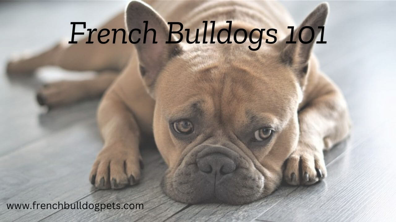 French Bulldogs 101