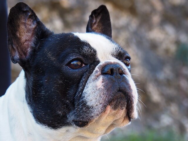 French Bulldogs Unique Personality