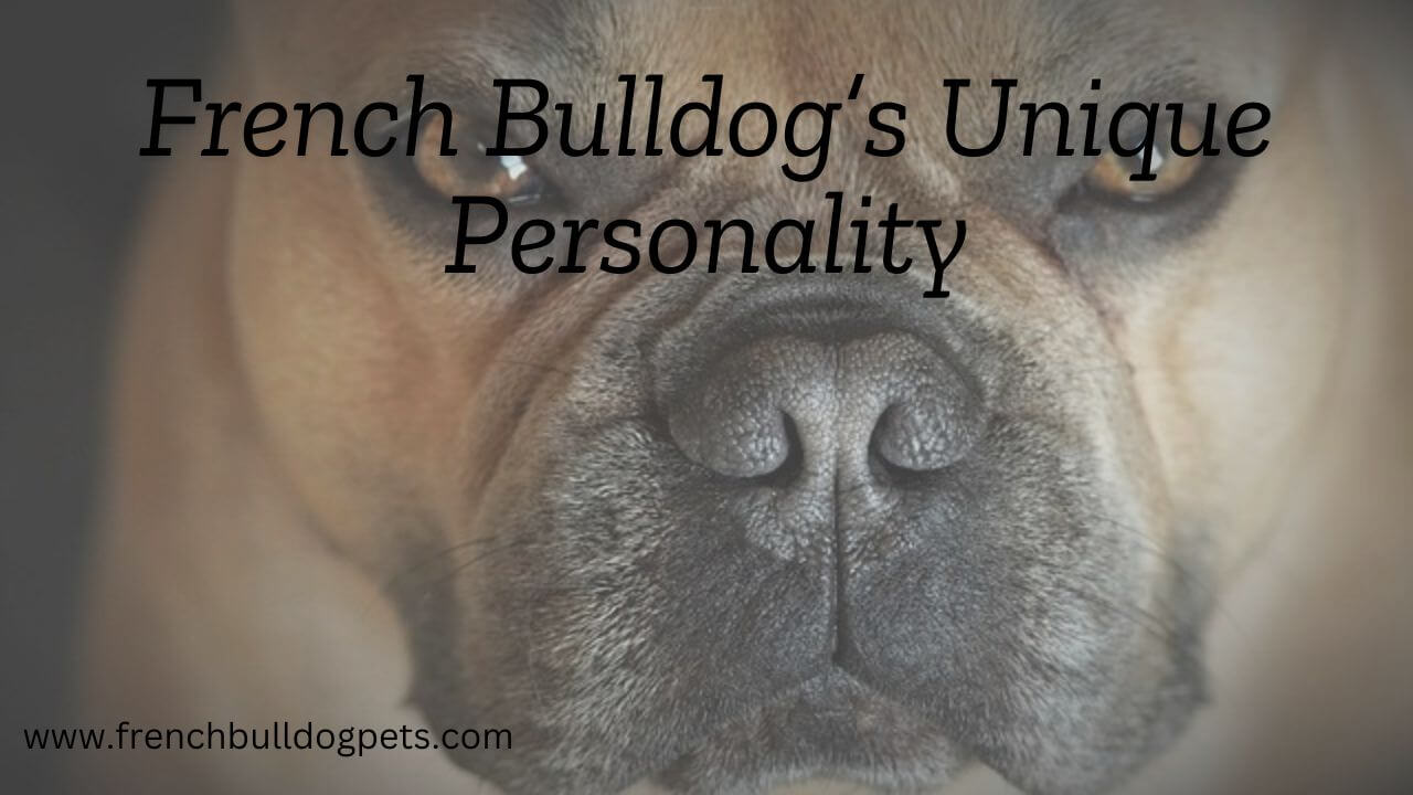 French Bulldogs Unique Personality