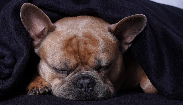 French Bulldogs and Other Pets