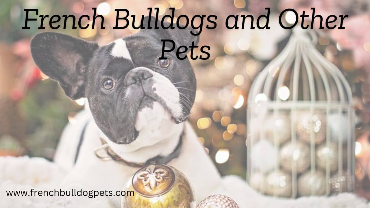 French Bulldogs and Other Pets