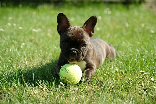 French Bulldogs for Apartment Living