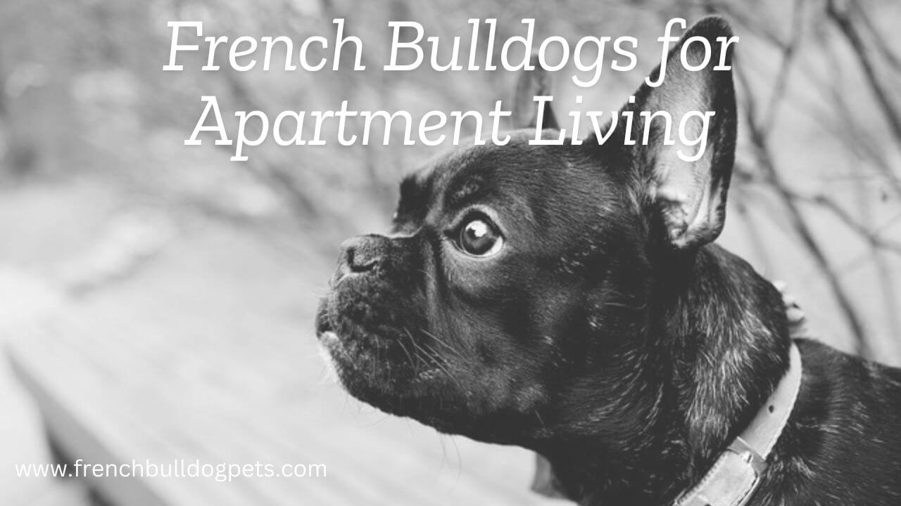 French Bulldogs for Apartment Living