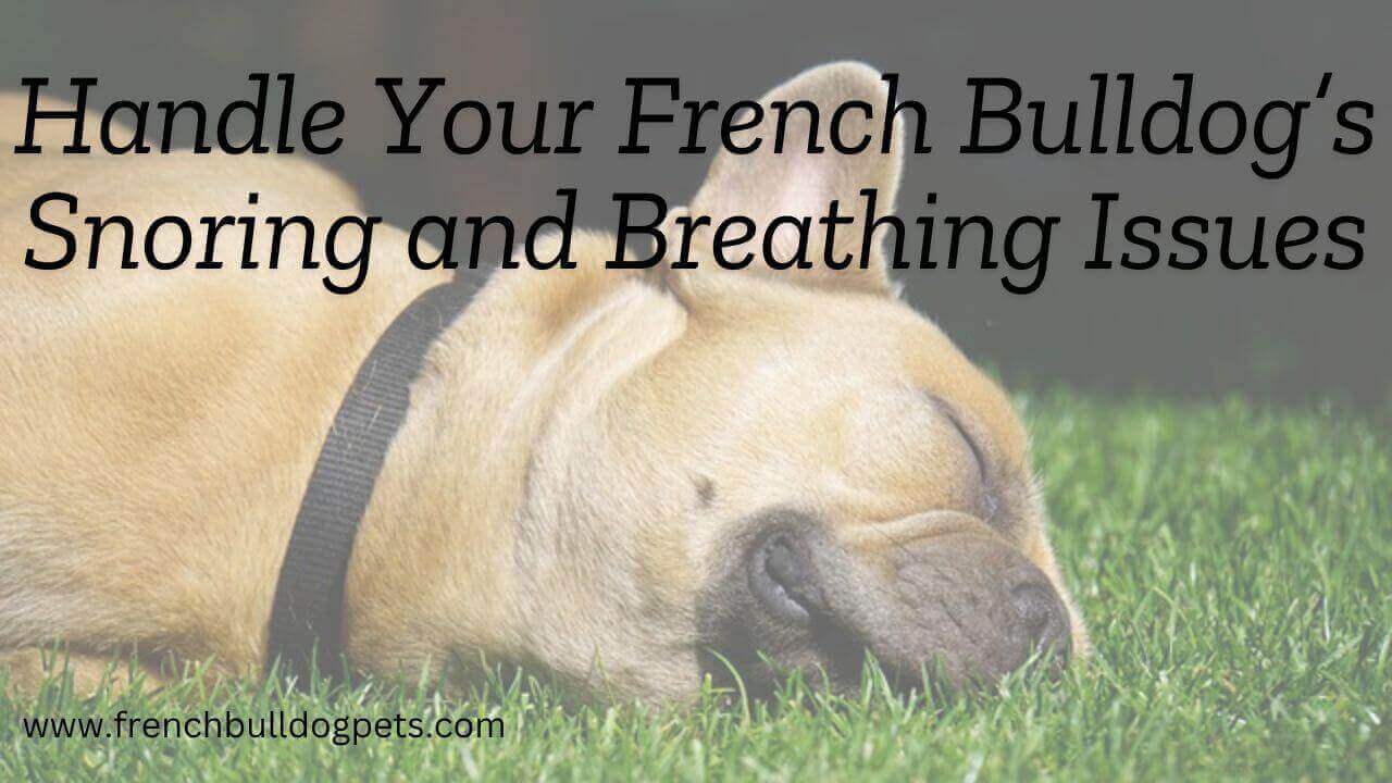 Handle Your French Bulldogs Snoring and Breathing Issues