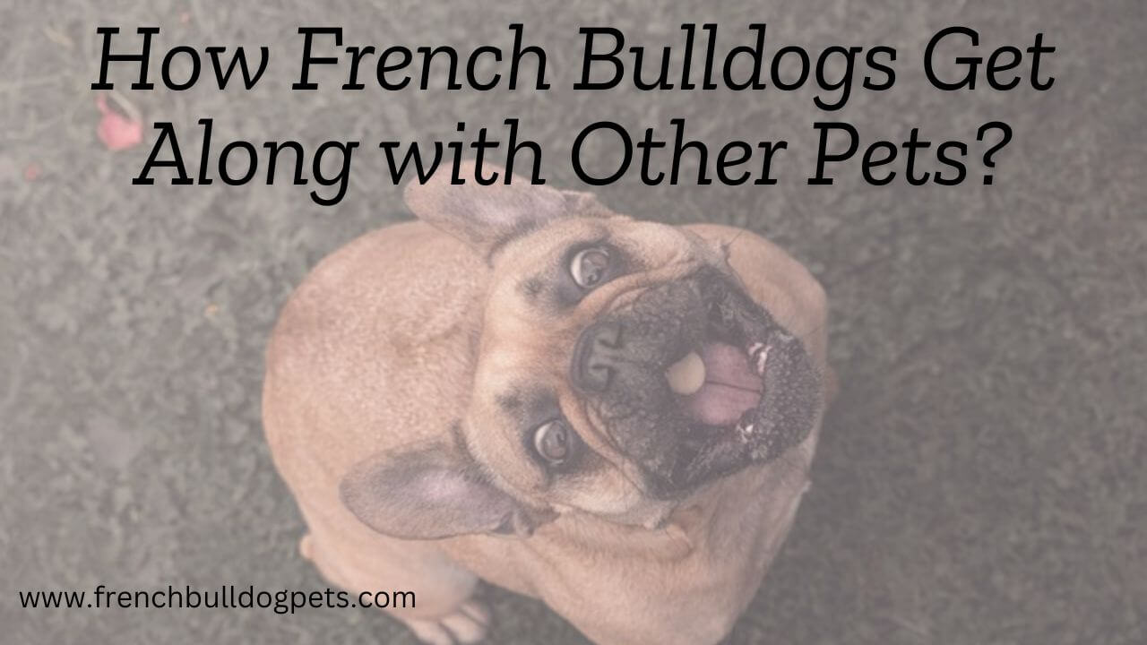 How French Bulldogs Get Along with Other Pets