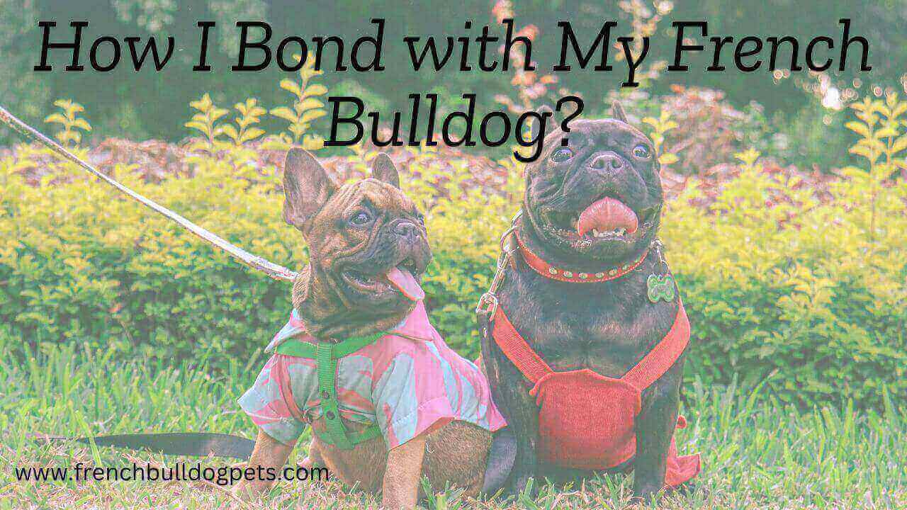 How I Bond with My French Bulldog