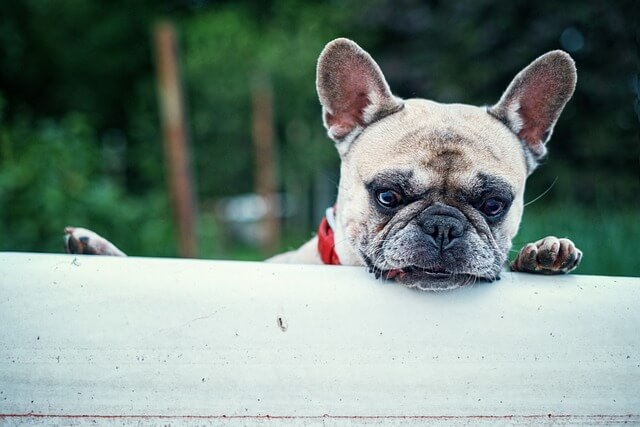 How I Groom My French Bulldog