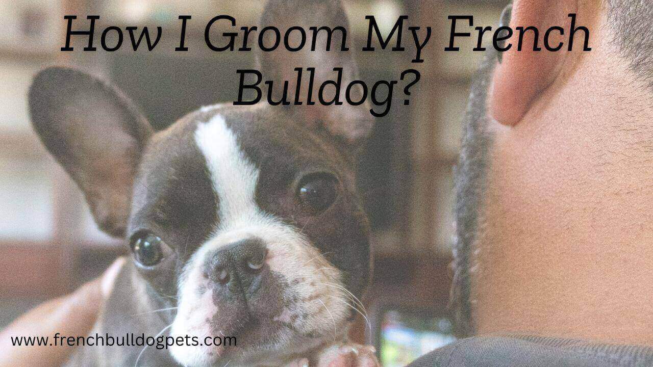 How I Groom My French Bulldog