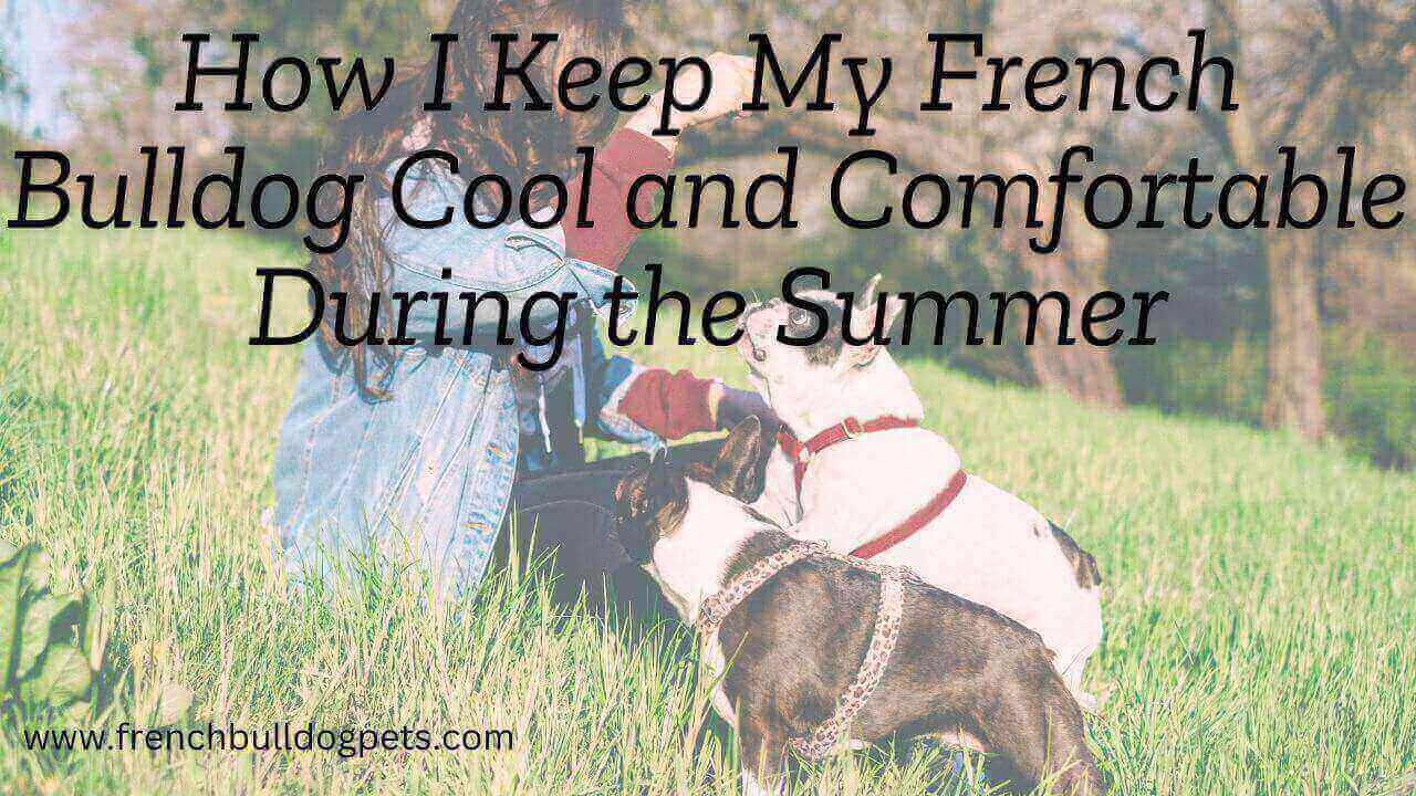 How I Keep My French Bulldog Cool and Comfortable During the Summer