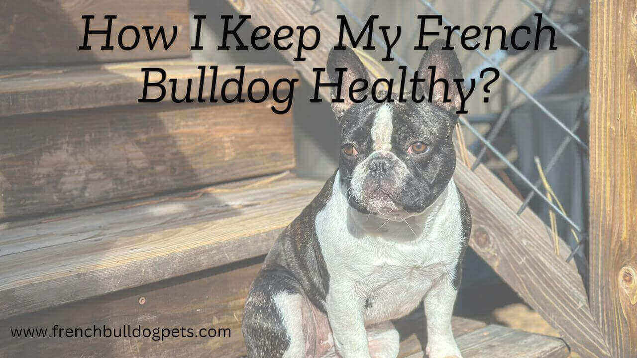 How I Keep My French Bulldog Healthy