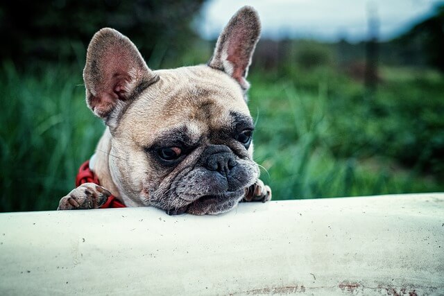 How I Successfully Raised My French Bulldog