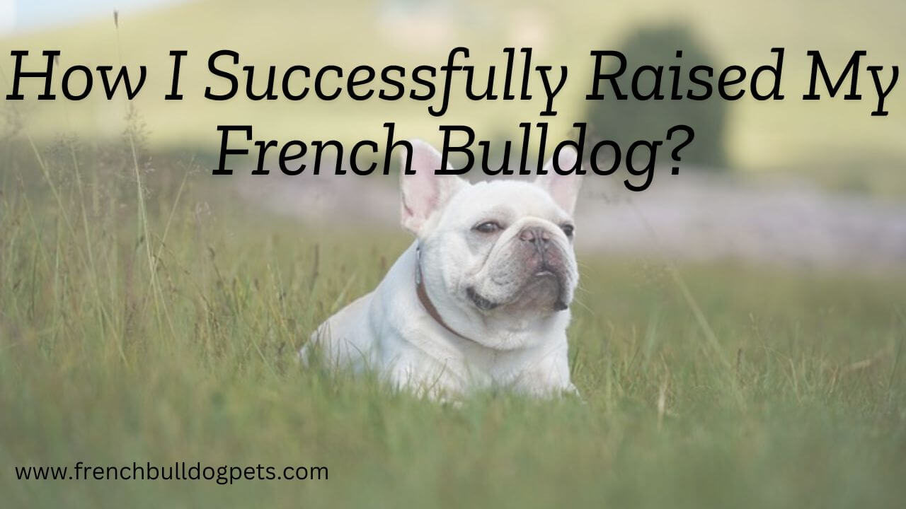 How I Successfully Raised My French Bulldog