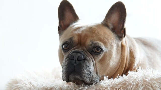 How to Groom Your French Bulldog Like a Pro