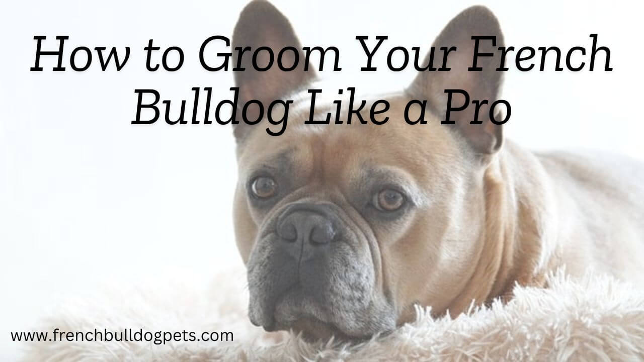 How to Groom Your French Bulldog Like a Pro