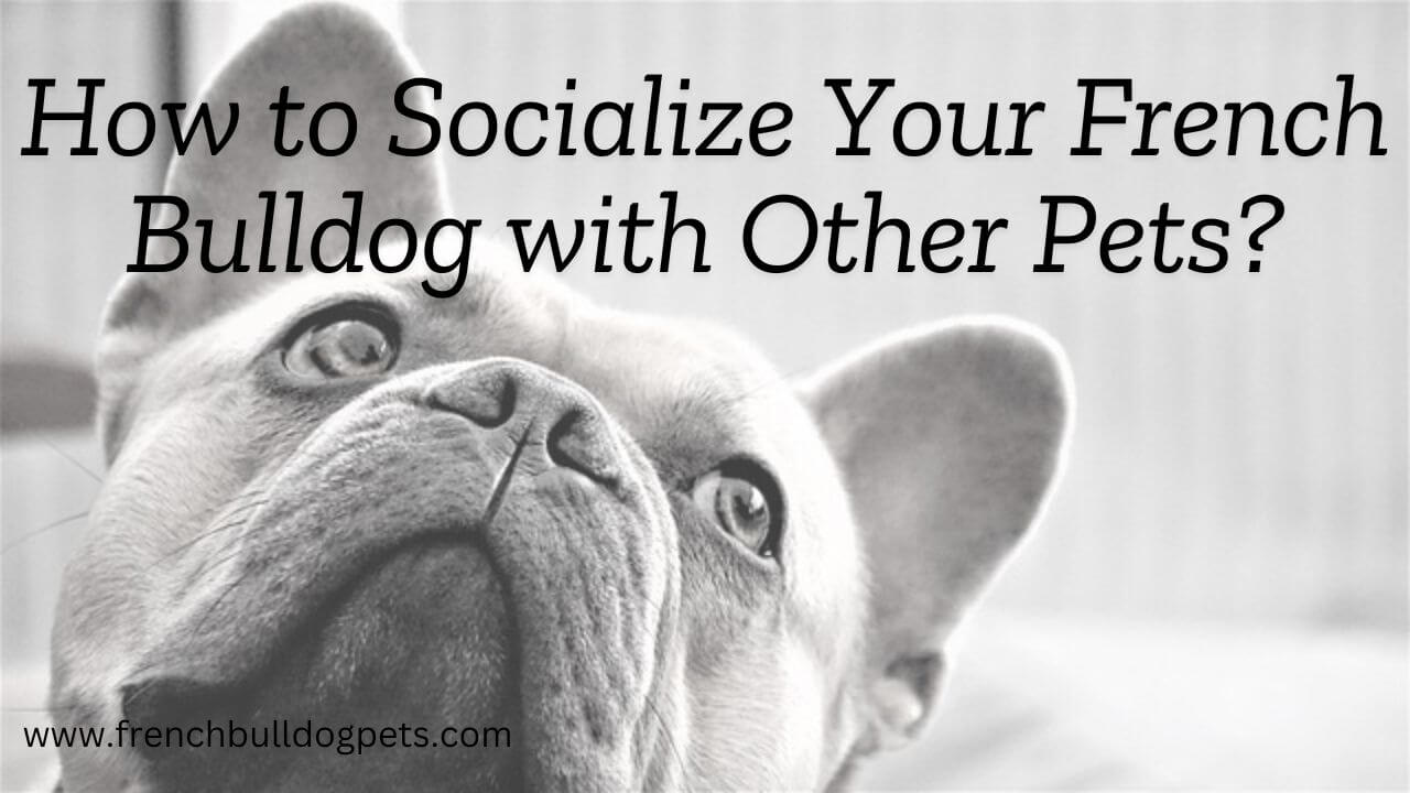 How to Socialize Your French Bulldog with Other Pets