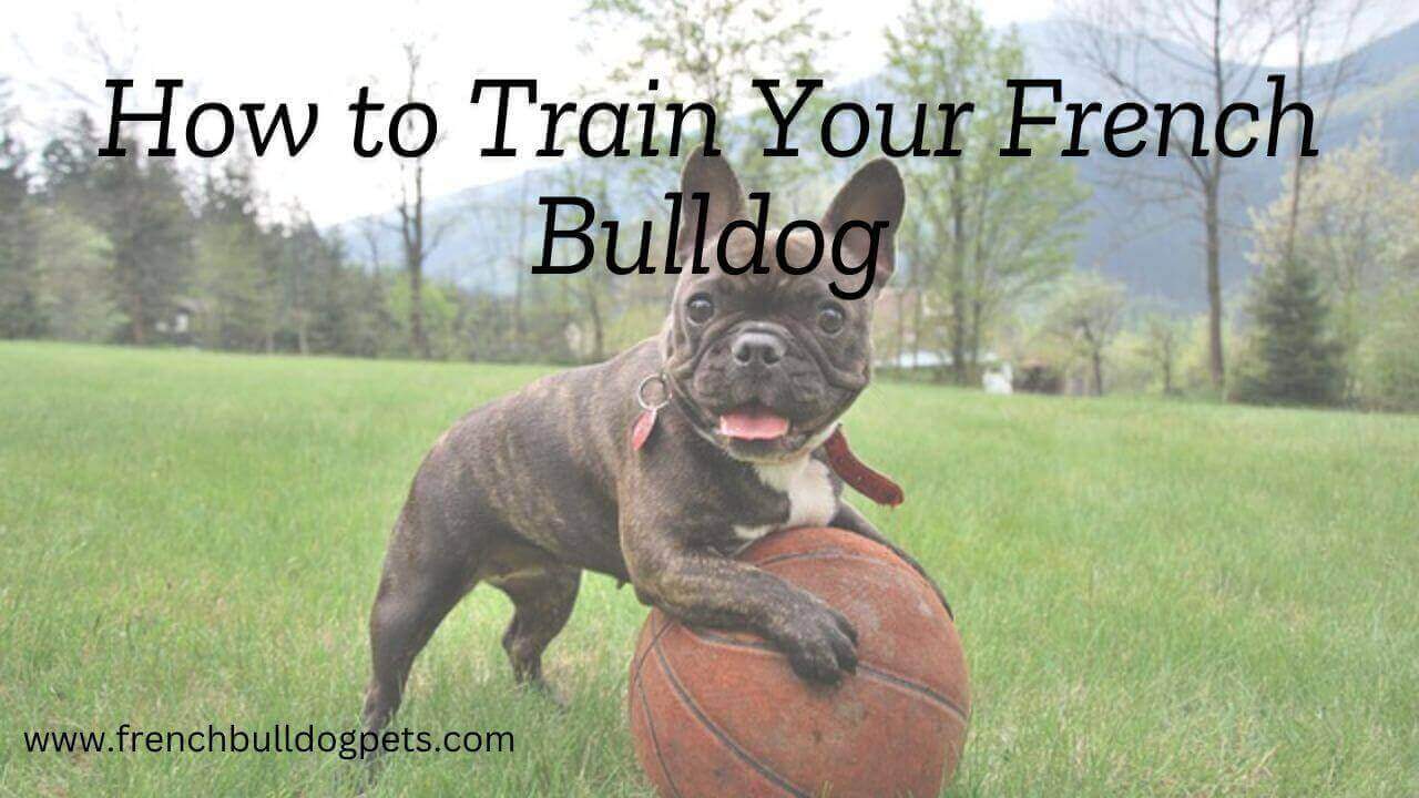 How to Train Your French Bulldog