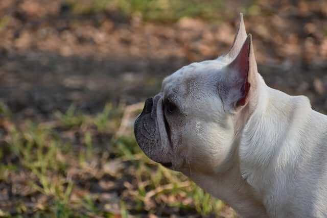 Introduce Your French Bulldog to New Environments