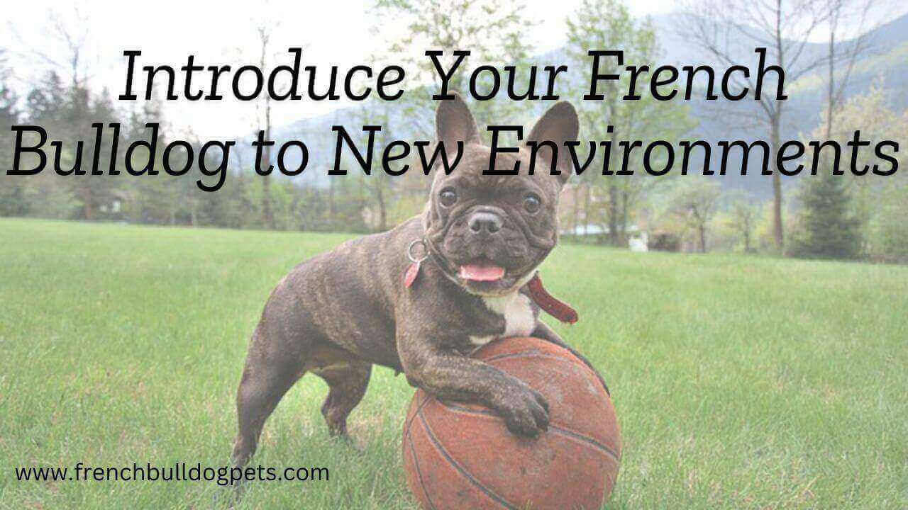 Introduce Your French Bulldog to New Environments