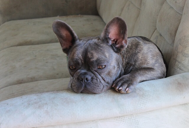 Introducing Your French Bulldog to Other Pets