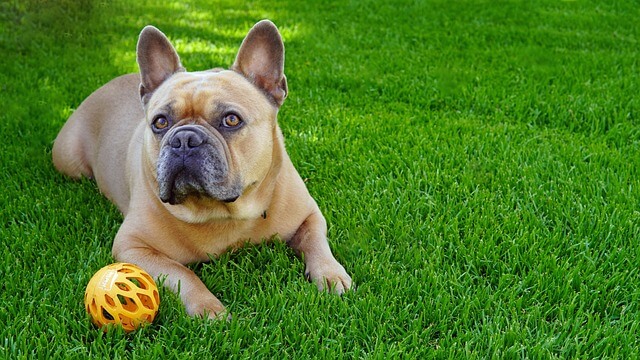 Keeping Your French Bulldog Active