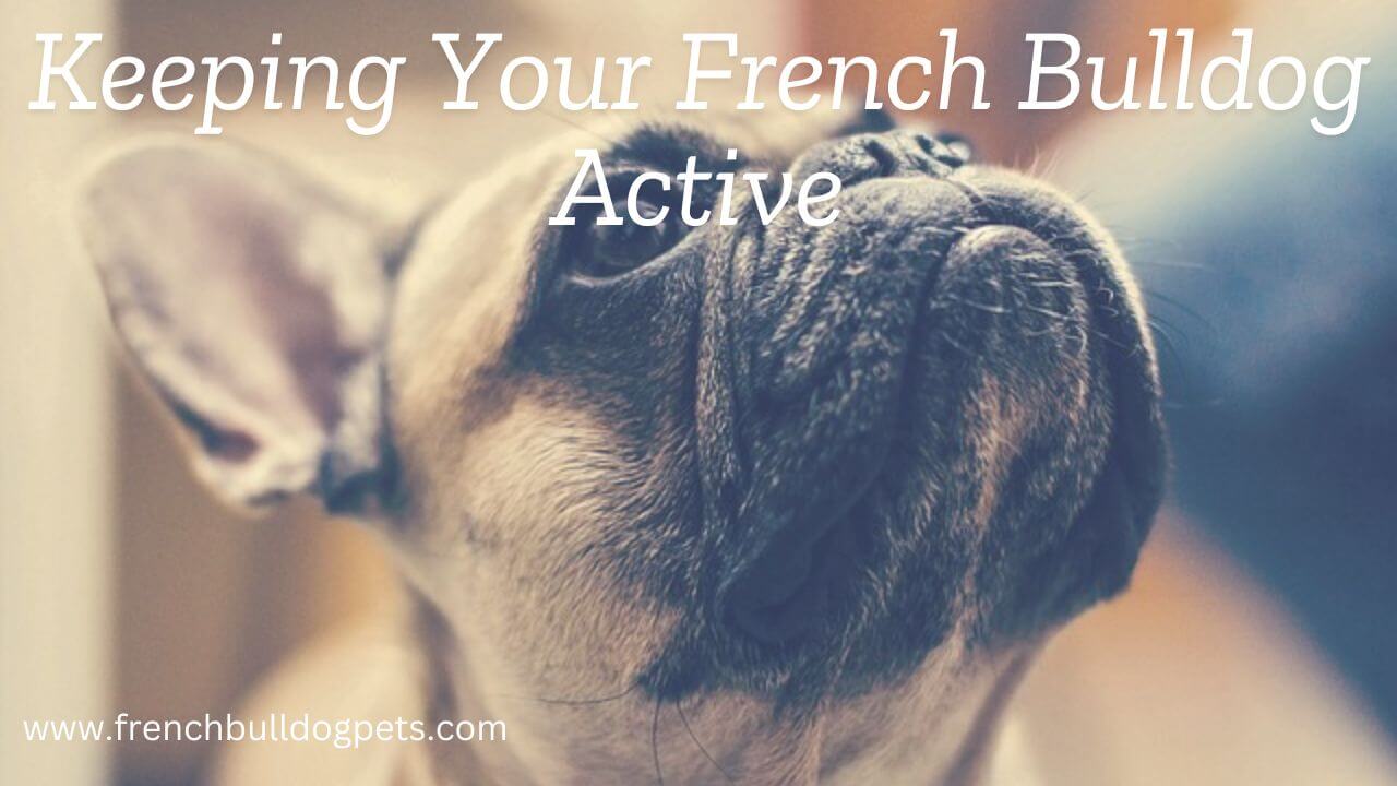 Keeping Your French Bulldog Active