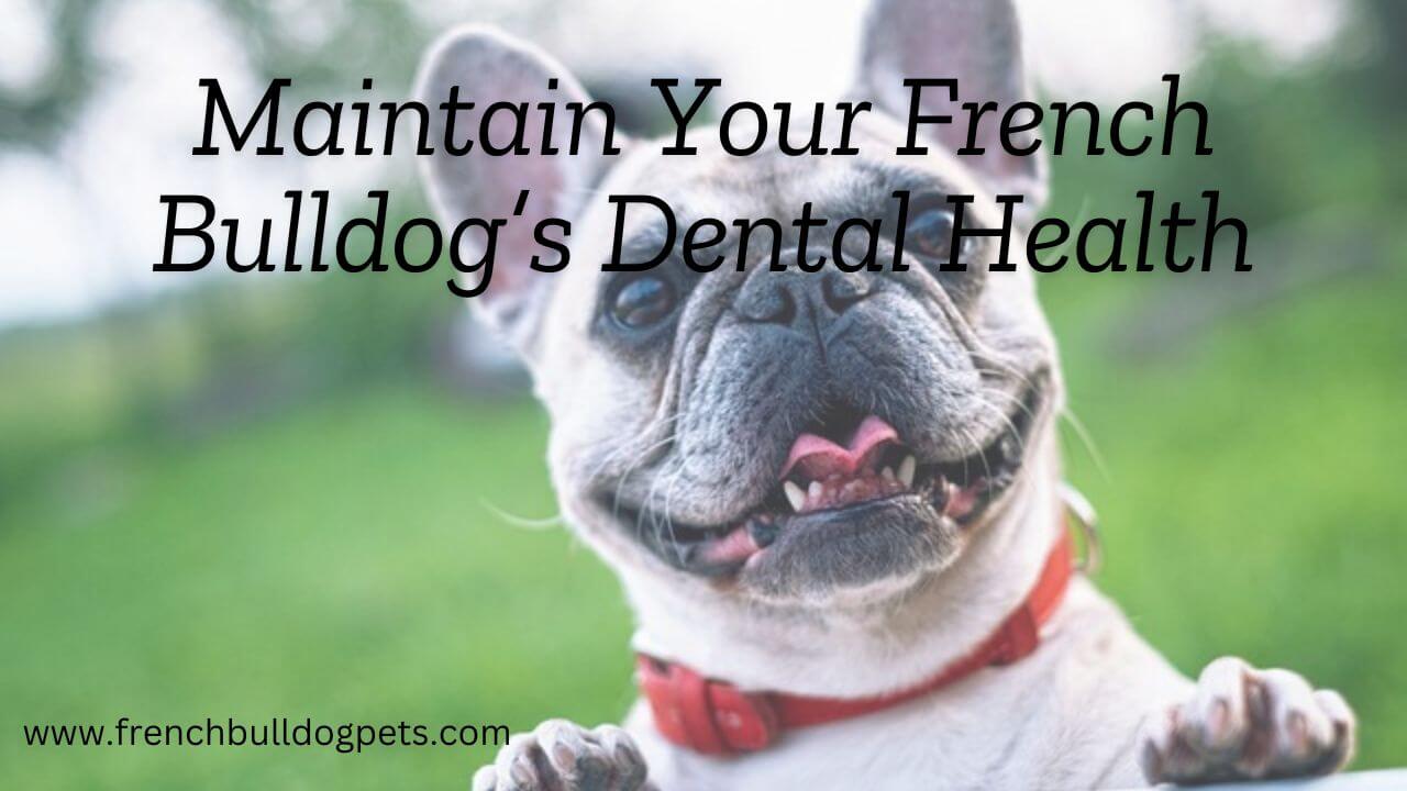 Maintain Your French Bulldogs Dental Health