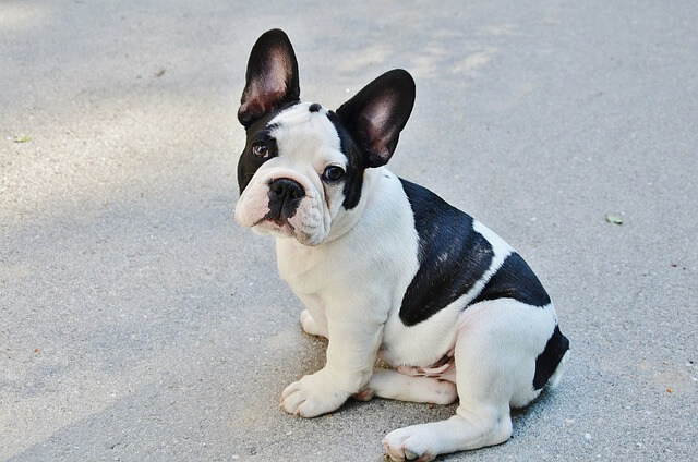 Manage French Bulldog Separation Anxiety