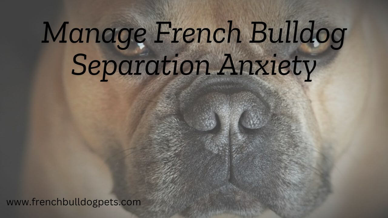 Manage French Bulldog Separation Anxiety