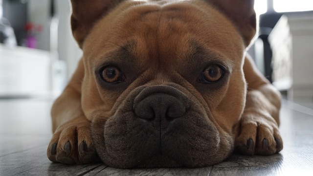 My French Bulldog Quirks