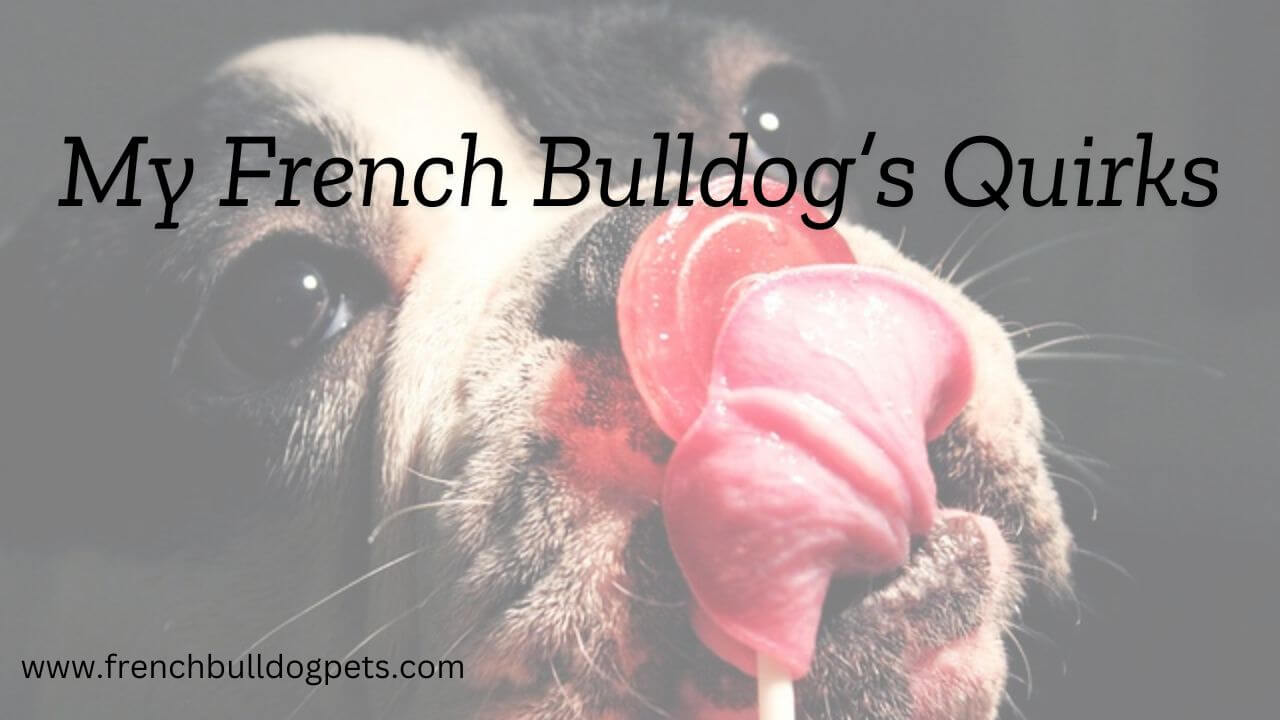 My French Bulldog Quirks