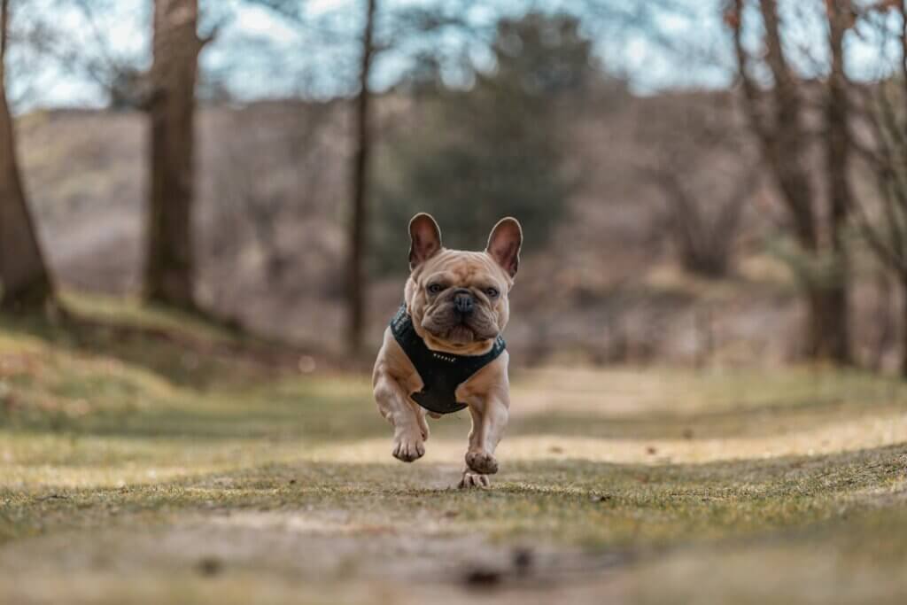 My Journey with French Bulldog Training