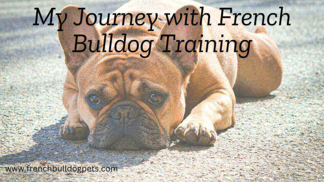 My Journey with French Bulldog Training