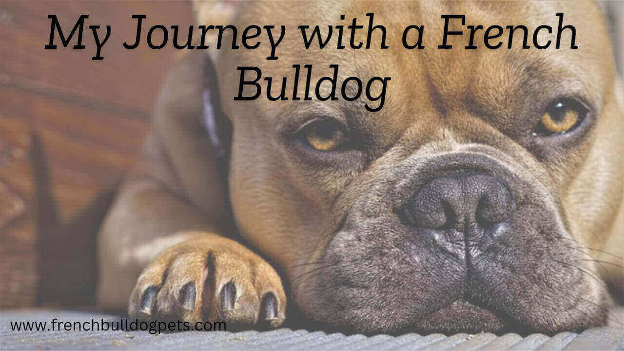 My Journey with a French Bulldog