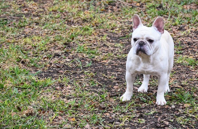 Perfect French Bulldog Diet