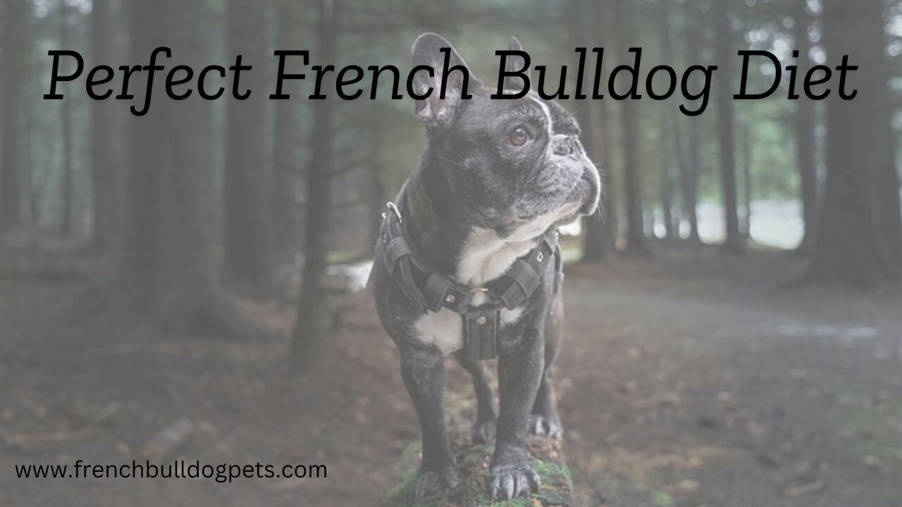 Perfect French Bulldog Diet