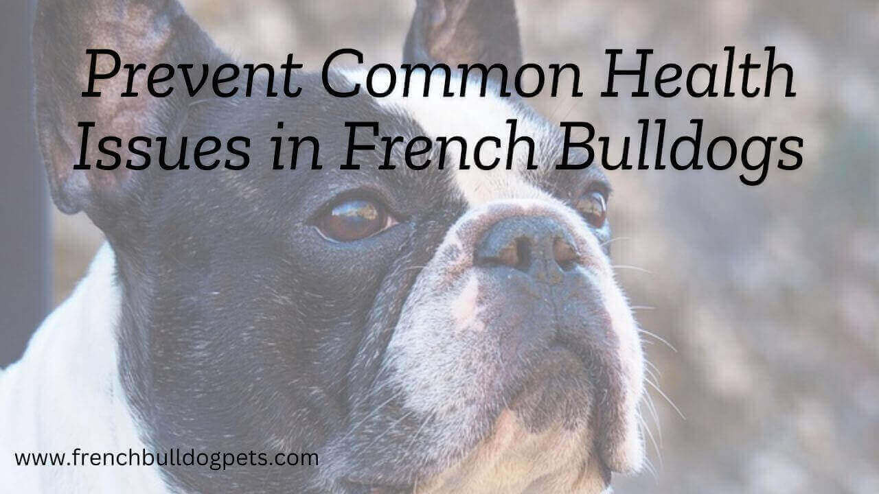 Prevent Common Health Issues in French Bulldogs