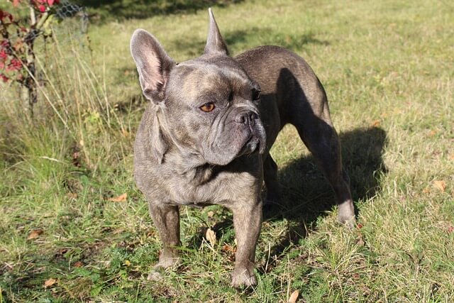 The Truth About French Bulldog Breathing